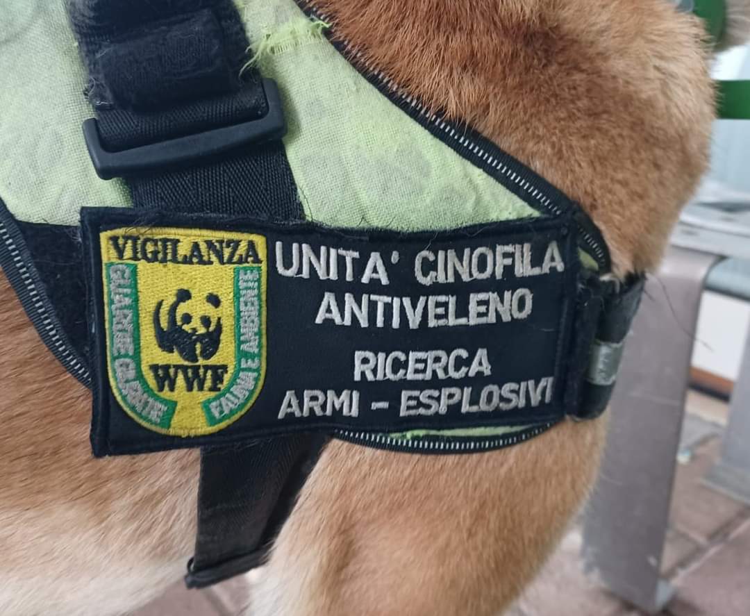 Unità cinofila antiveleno e ricerca esplosivi