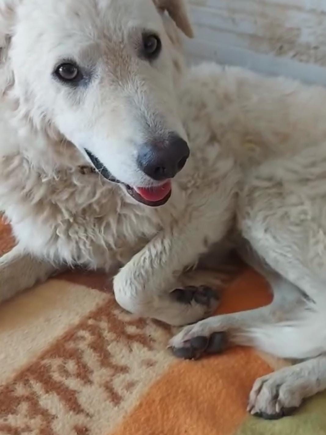 la cagnolina adesso