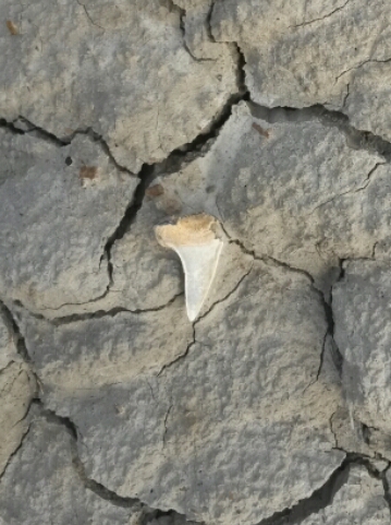 un dente di squalo trovato da Nonno Stefano nelle campagne senesi 