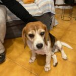 Beagle trovato solo nella notte a Siena. I volontari cercano priprietario